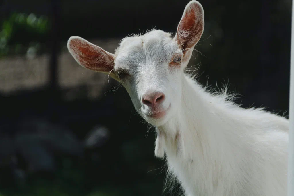 A close-up of a fluffy white goat with large ears and a pink nose, tilting its head to look directly at the camera against a dark, blurred background.