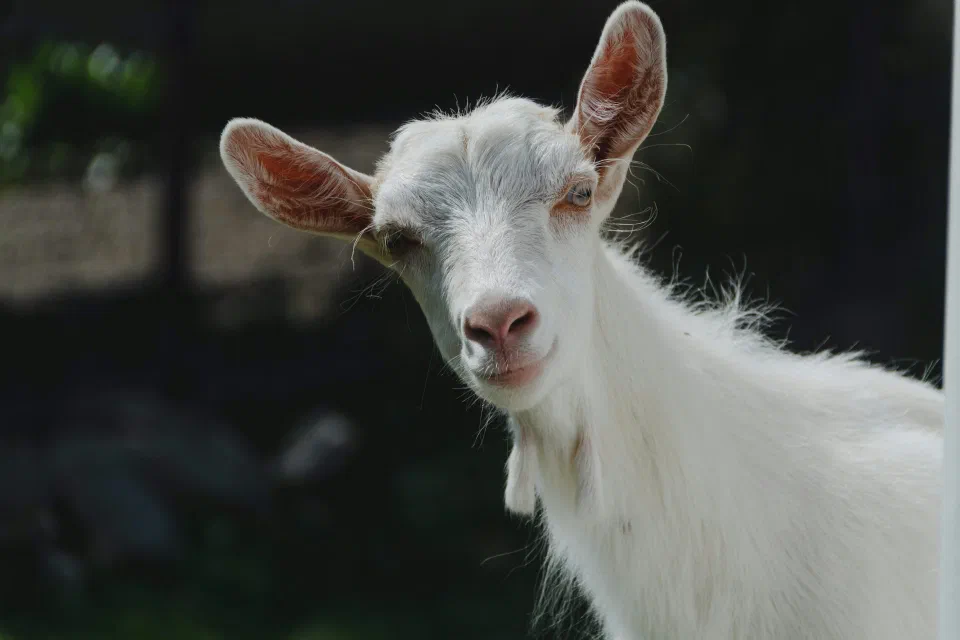 A close-up of a fluffy white goat with large ears and a pink nose, tilting its head to look directly at the camera against a dark, blurred background.